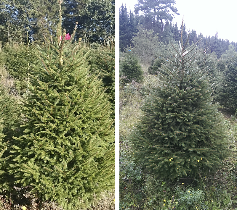 English Red Spruce