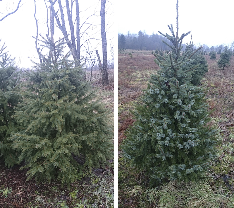 Picea Omorika - The Serbian Spruce